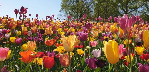 Bunte Tulpen Keukenhof Garten Den Niederlanden — Stockfoto