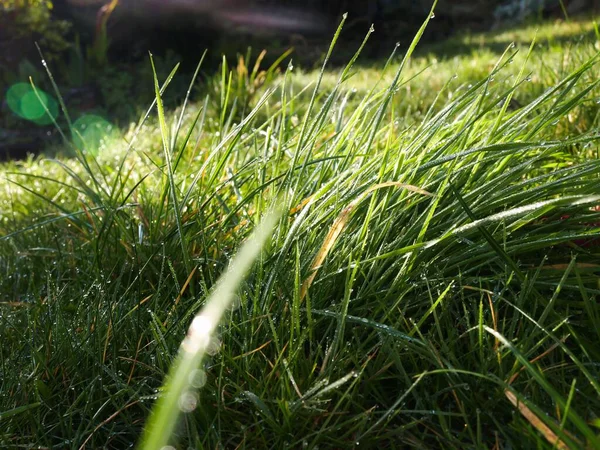 Крупный План Зеленой Травы Утренним Солнечным Светом Покрытым Росой — стоковое фото