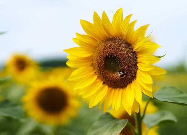 Detailní Záběr Krásných Slunečnic Žhnoucími Žlutými Okvětními Lístky Zelenými Listy — Stock fotografie