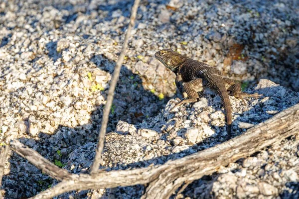 一只沙棘蜥蜴栖息在岩石上 — 图库照片