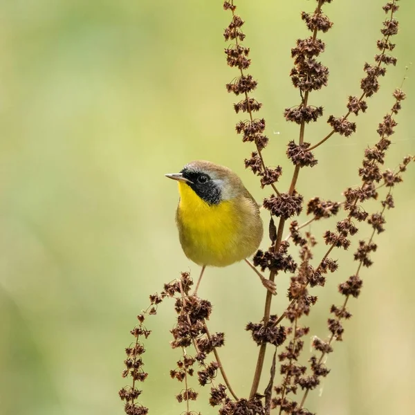 Closeup Shot Common Yellowthroat Bird Perched Plant — Stock Photo, Image