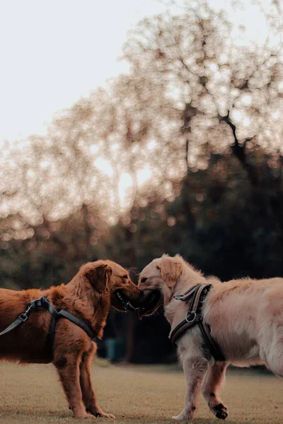 Colpo Verticale Baciare Golden Retriever Nel Parco — Foto Stock