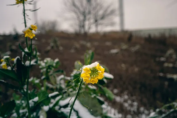 Eine Nahaufnahme Einer Gelben Blume Die Mit Schnee Bedeckt Ist — Stockfoto