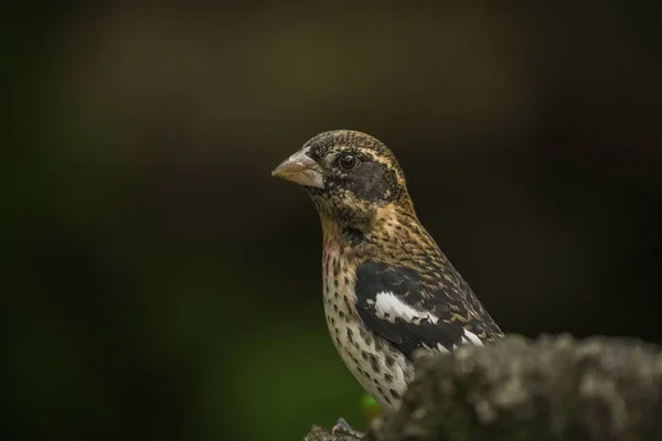 Bir Ağaç Dalına Tünemiş Gül Göğüslü Grosgaga Kuşunun Yakın Plan — Stok fotoğraf