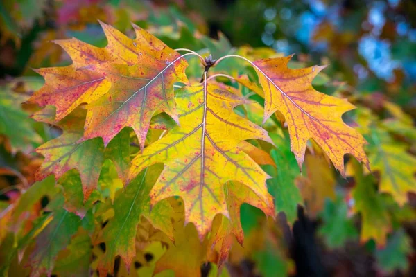 Närbild Bild Färgglada Höstbladen Nordlig Quercus Rubra — Stockfoto