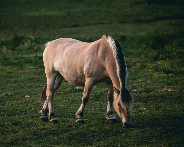 Симпатичные Маленькие Лошади Едят Траву Красивом Зеленом Поле Севере Норвегии — стоковое фото