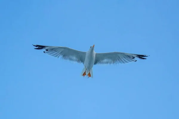 一只白色海鸥在晴朗的天空中飞翔的镜头 — 图库照片