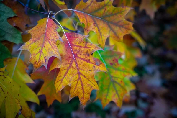 这是一张北方橡树 Quercus Rubra 五彩缤纷的秋天树叶的特写照片 — 图库照片