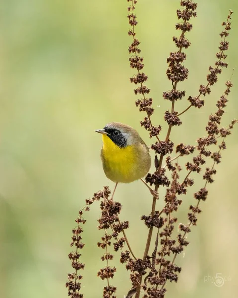 Eine Vertikale Aufnahme Eines Gelbkehlchenvogels Der Auf Einer Pflanze Hockt — Stockfoto