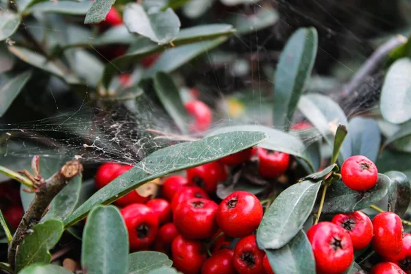Bir Örümcek Ağıyla Kaplı Kırmızı Böğürtlen Çalısının Yakın Çekimi — Stok fotoğraf