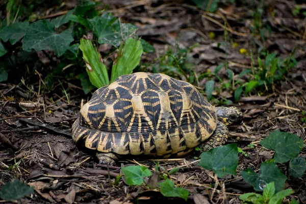 Closeup Shot Indian Star Tortoise Geochelone Elegans Zoo Alipore Kolkata — Stock Photo, Image