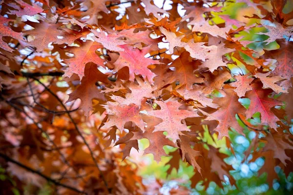 Zbliżenie Ujęcie Czerwonego Jesiennego Listowia Północnego Dębu Quercus Rubra — Zdjęcie stockowe