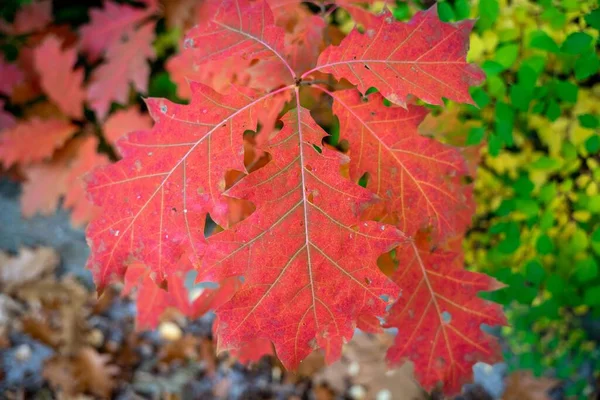 Eine Nahaufnahme Der Roten Herbstblätter Einer Nördlichen Eiche Quercus Rubra — Stockfoto