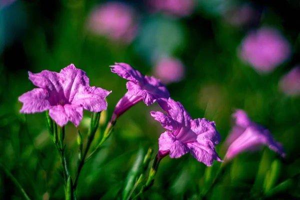 Eine Nahaufnahme Von Blühenden Leuchtend Violetten Blumen Einem Garten — Stockfoto