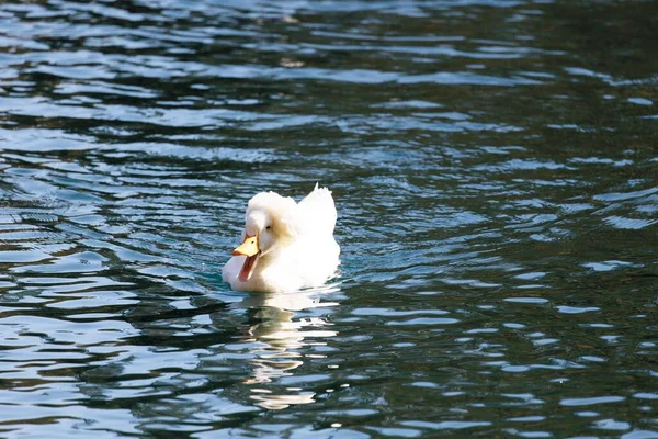 Nahaufnahme Einer Weißen Ente Mit Offenem Schnabel Die Einem See — Stockfoto