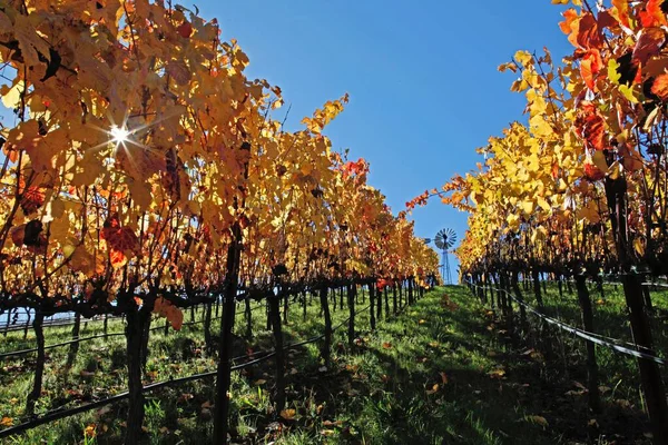 Piękna Winnica Napa Valley Słoneczny Dzień Jesienią — Zdjęcie stockowe