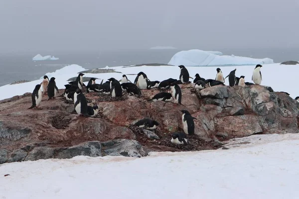 A landscape shot of a penguin colony walking on a rock surrounded with snow under the white sky
