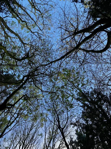 Низькокутний Знімок Високих Дерев Щільними Гілками Тлі Блакитного Сонячного Неба — стокове фото