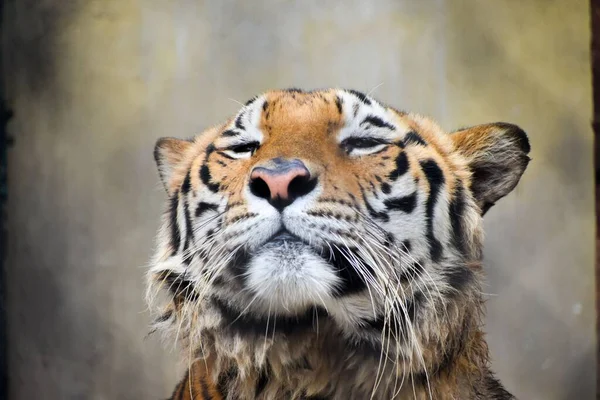 Portrait Proud Looking Wild Indian Bengal Tiger Zoo Alipore Kolkata — Stock Photo, Image