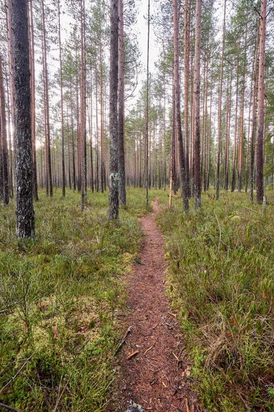 Plan Vertical Sentier Pédestre Dans Une Forêt Avec Grands Pins — Photo