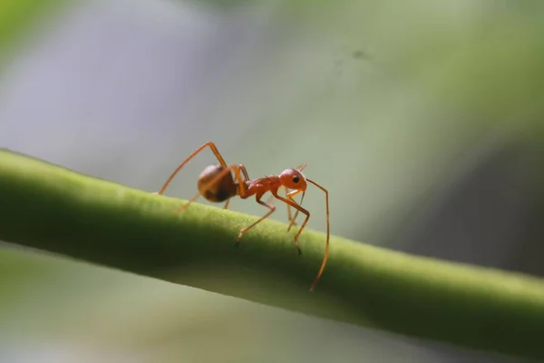 Yeşil Fasulyeden Meyve Suyu Emen Küçük Bir Karınca Böceğinin Yakın — Stok fotoğraf