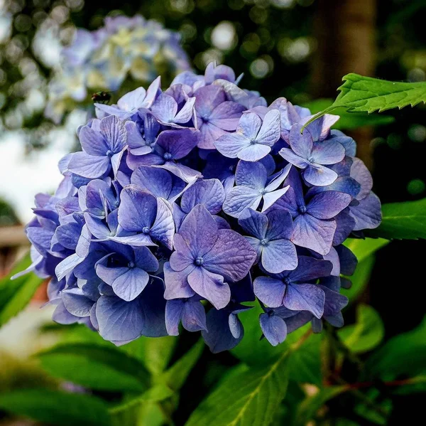 Ένα Κοντινό Πλάνο Των Ανθισμένων Μοβ Λουλουδιών Ορτανσία — Φωτογραφία Αρχείου