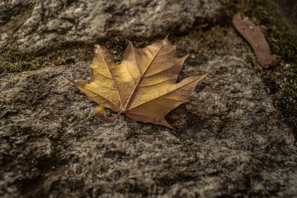 Nahaufnahme Eines Getrockneten Herbstblattes Auf Einem Waldboden — Stockfoto