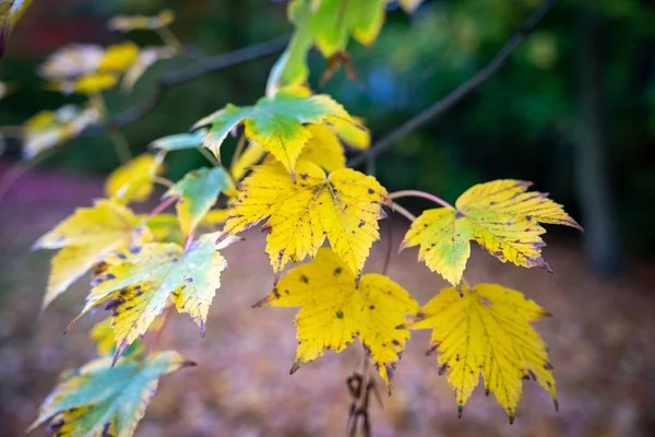 Sarı Sonbahar Yapraklarının Bir Ağaç Dalına Yakın Plan Çekimi — Stok fotoğraf