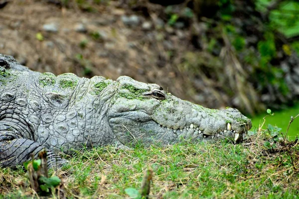 Zbliżenie Dużego Niebezpiecznego Krokodyla Zoo Kalkucie Indie — Zdjęcie stockowe