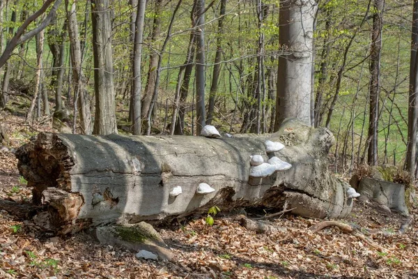 Old Dead Tree Trunk Growing White Fungus Forest — Stock Photo, Image