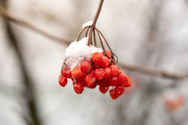 Nahaufnahme Eines Zweiges Mit Roten Beeren Die Mit Schnee Bedeckt — Stockfoto