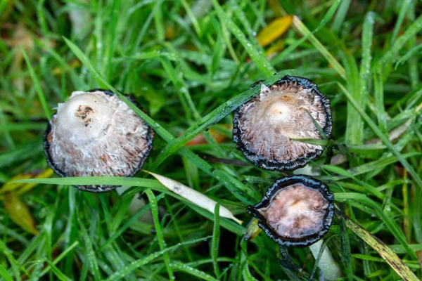 Крупный План Amanita Phalloides Mushrooms — стоковое фото