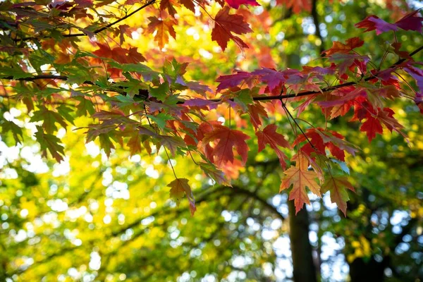 Detailní Záběr Oranžové Červené Zelené Podzimní Listí Větvích Stromů — Stock fotografie