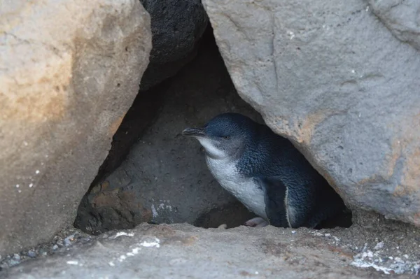 Pingüino Una Cueva Cerca Melbourne —  Fotos de Stock