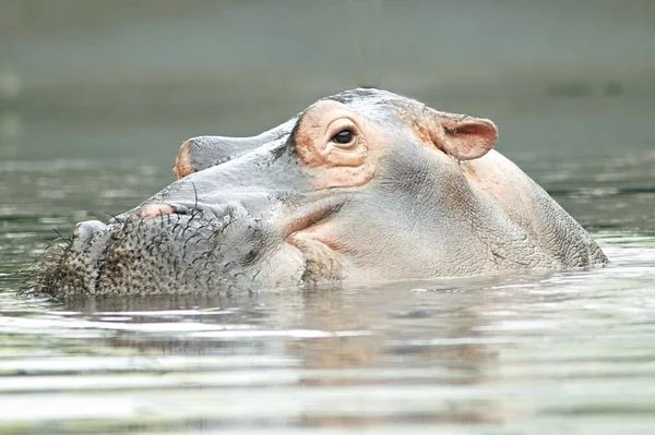 Zdjęcie Bliska Głowy Hipopotama Wychodzącej Spod Wody — Zdjęcie stockowe