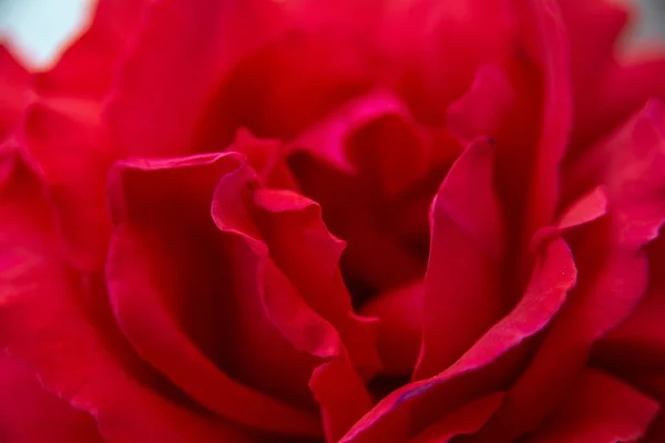 Tiro Close Uma Rosa Vermelha — Fotografia de Stock