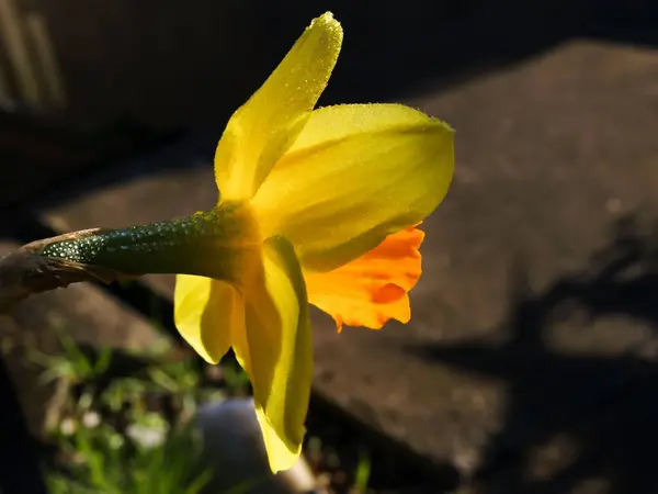花园里一朵盛开的黄色水仙花的特写 — 图库照片