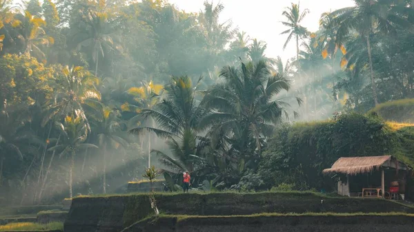 Pohled Krajiny Sluneční Světlo Které Přichází Mezi Stromy Tropické Džungli — Stock fotografie