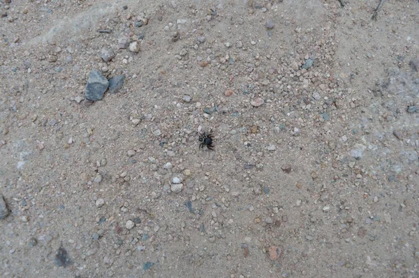 Petite Araignée Noire Australie — Photo