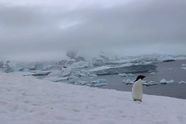 Beyaz Gökyüzünün Altındaki Güzel Antarktika Manzarasında Karda Koşan Bir Penguenin — Stok fotoğraf