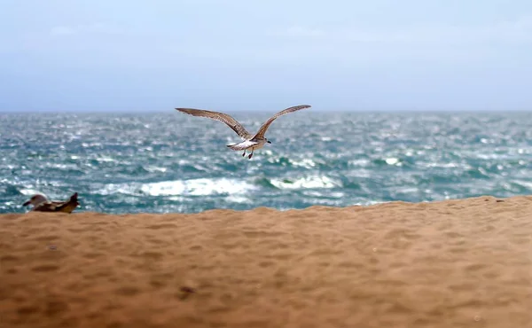 Колония Чайки Песчаном Пляже Ярко Голубым Небом — стоковое фото