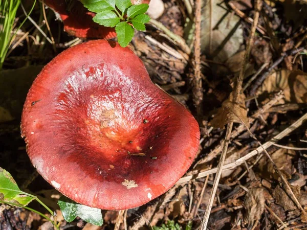 Egy Közeli Kép Egy Russula Gombáról Erdőben — Stock Fotó