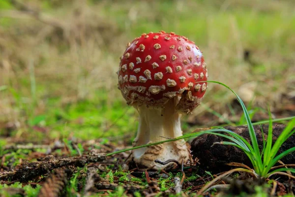 Közelkép Egy Vörös Amanita Muscaria Gombáról Erdő Padlóján — Stock Fotó