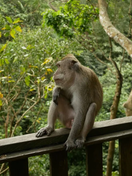 Macaco Sentado Uma Cerca Madeira — Fotografia de Stock