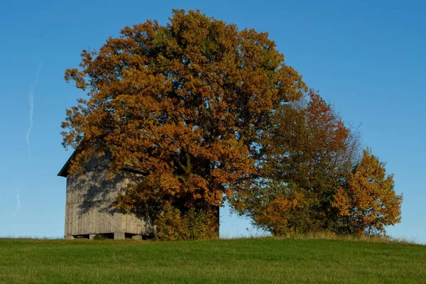 Egy Öreg Faistálló Egy Mezőn Egy Őszi Színű Tölgyfa Alatt — Stock Fotó