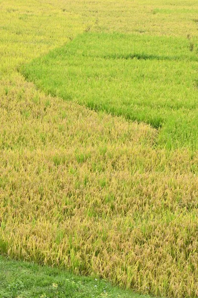 フィールド内の緑の草の垂直閉鎖 — ストック写真