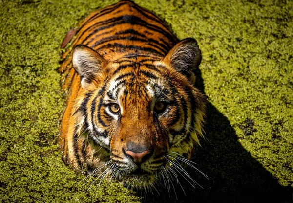 Három Királyi Bengáli Tigris Guadalajarai Állatkertben Nagyon Energikusan Kíváncsian Játékos — Stock Fotó