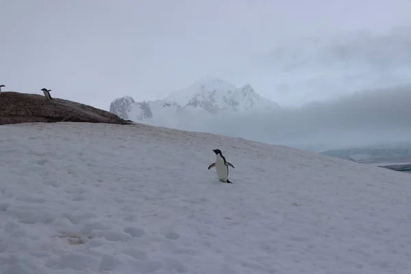 Krajina Záběru Tučňáčí Kolonie Kráčející Skále Obklopená Sněhem Pod Bílou — Stock fotografie