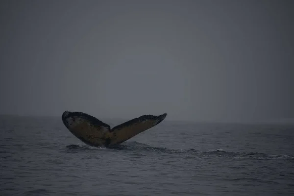 长须鲸的尾巴出现在黑暗的海面之上 在笼罩着薄雾的天空下 在南极洲 — 图库照片
