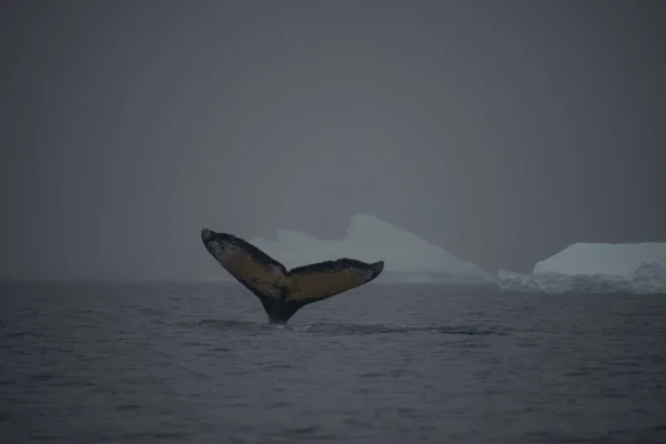Ocas Velryby Který Objevuje Nad Hladinou Temného Moře Pod Mlhou — Stock fotografie